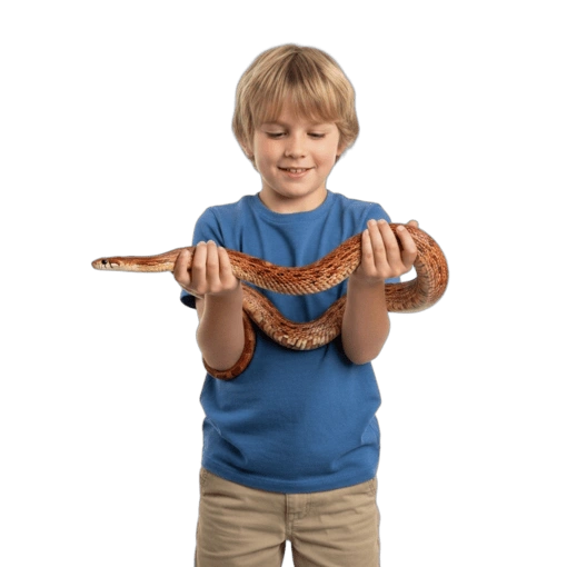 Boy holds a corn snake