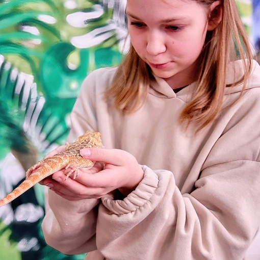girl holds a bearded dragon